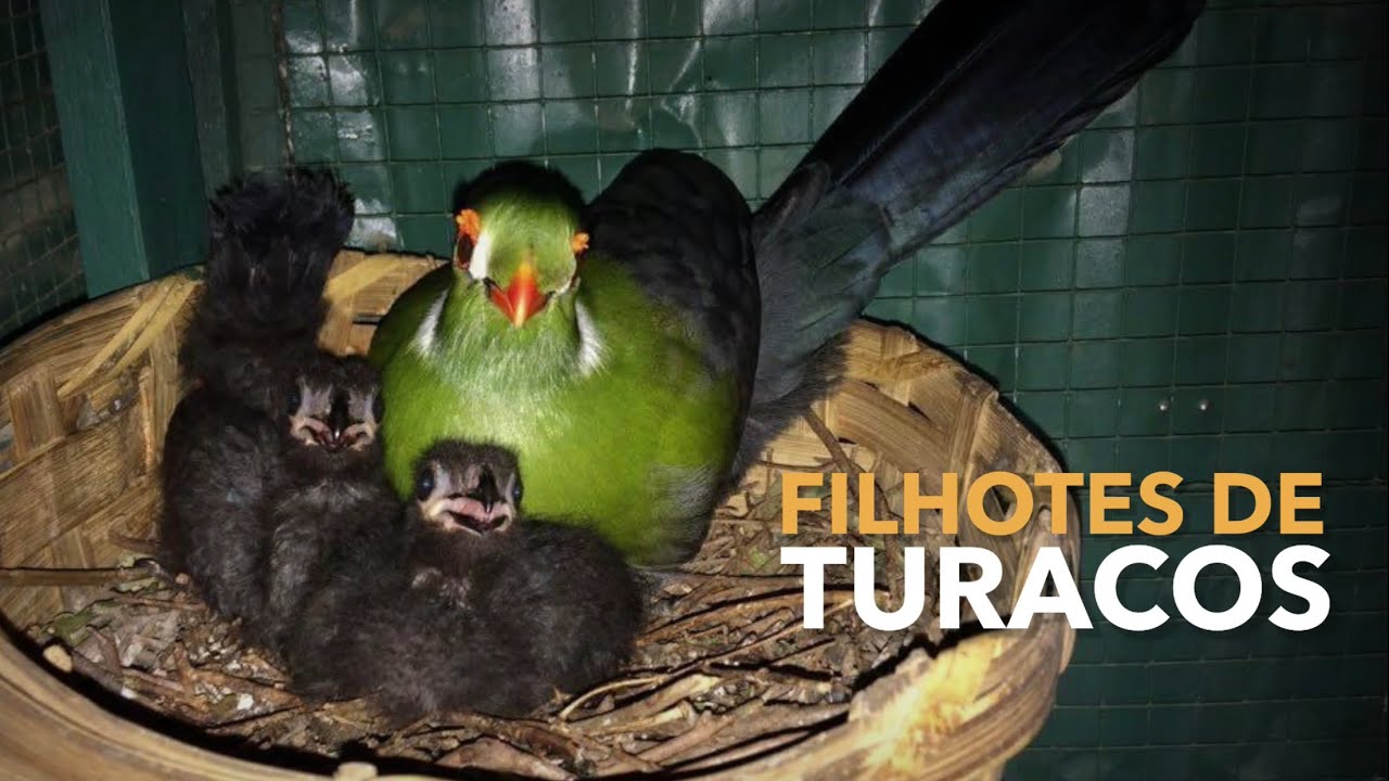 Filhotes de Turacos | Criadouro de Aves Exóticas | #BIRDTV