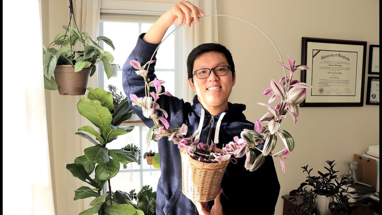 我如何照顧油畫婚禮吊蘭