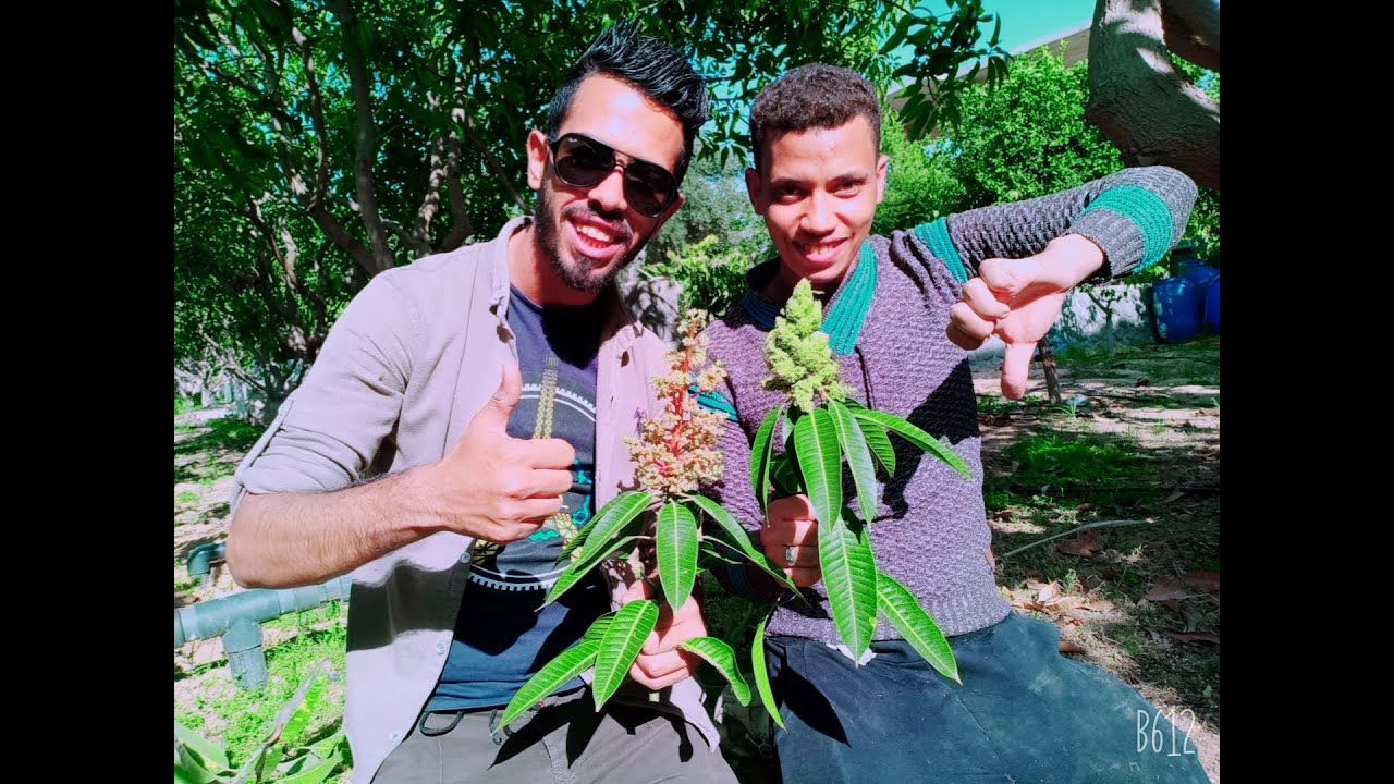 ازاي تفرق بين الشمروخ الزهري السليم في المانجو و المتكتل | المنجاوي و  ستموني ح2 😆⁦🇪🇬⁩🥭