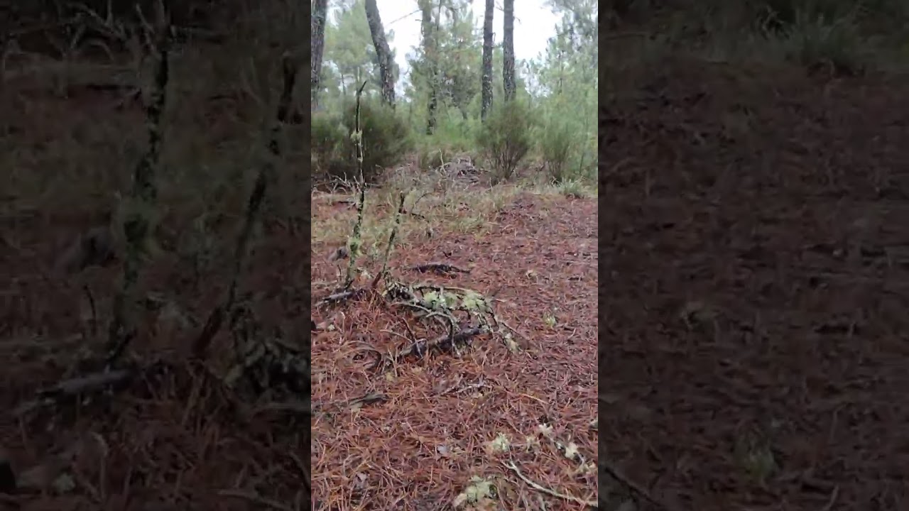 buscando miscaros 👍👍👍 Portugal....