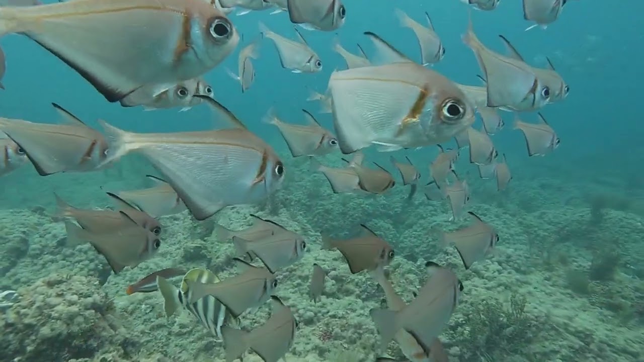 Point piquet sunrise dive
