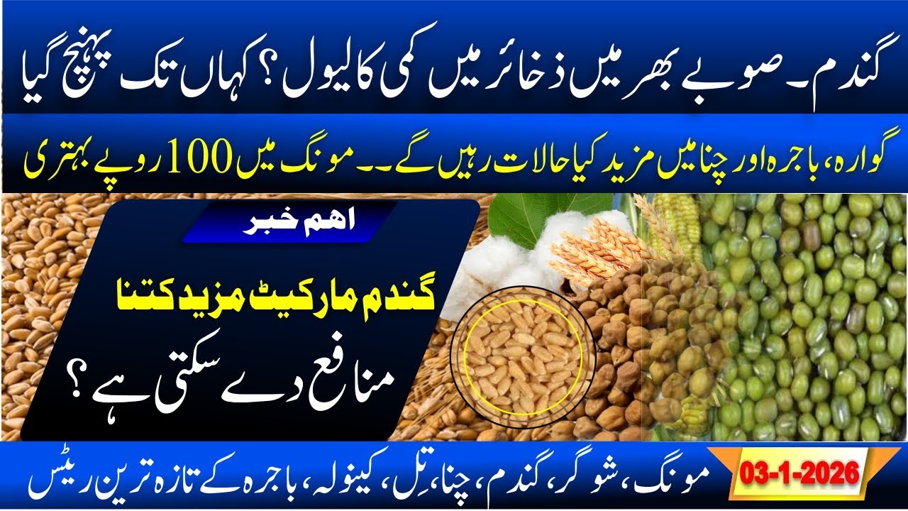 Today wheat rate in pakistan | More Rice export | chana price today | Moong rate in punjab | Guiar