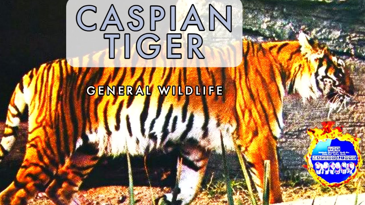 Caspian Tiger - Forgotten Tales - General Wildlife Series