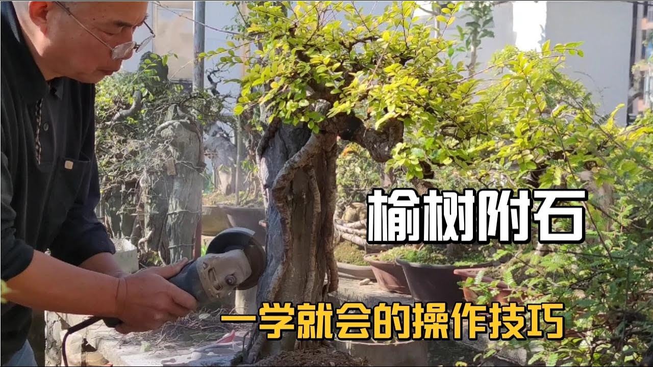 The operation skills of making bonsai with elm tree with stone榆樹附石盆景製作中一學就會的操作技巧