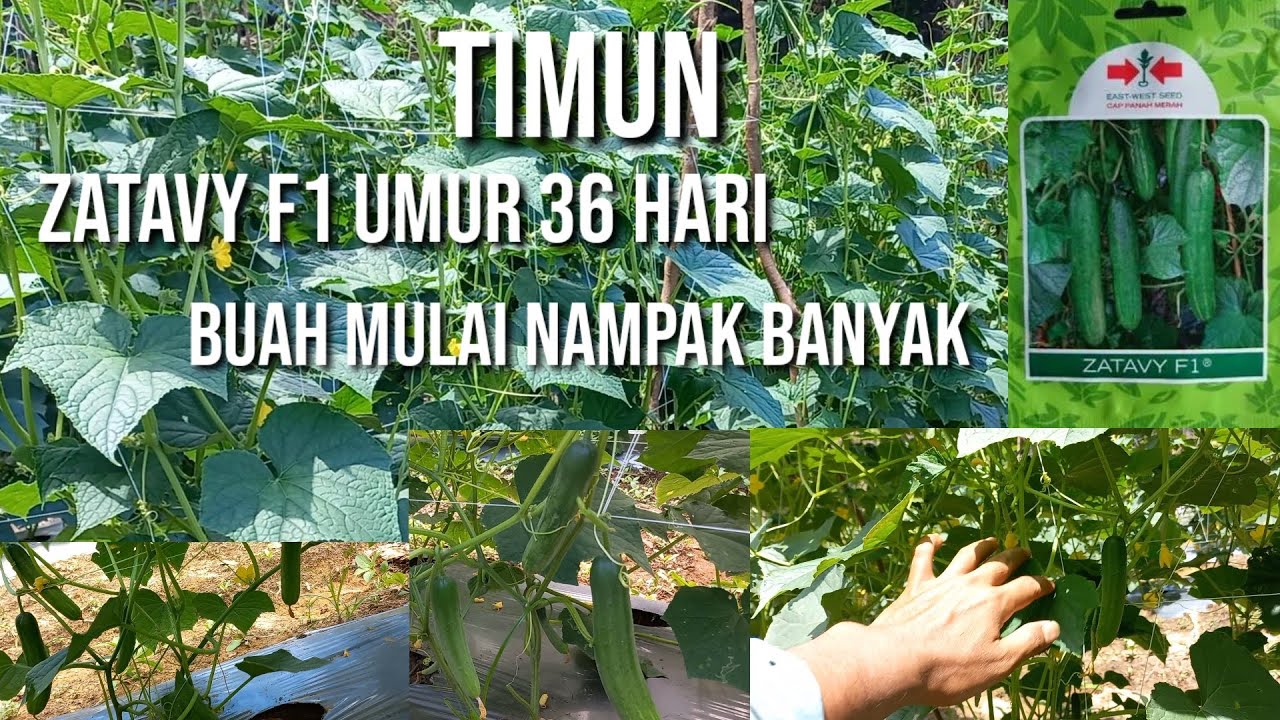 Timun zatavy f1 umur 36 hari