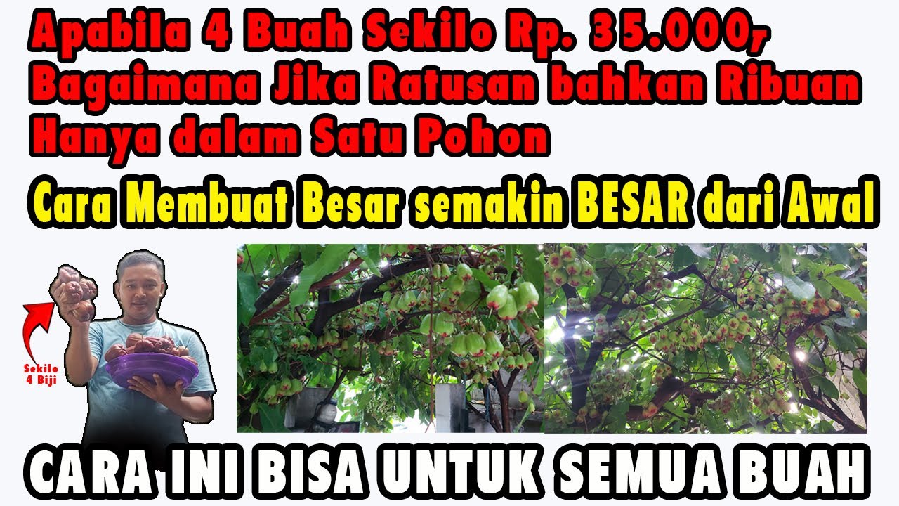 CARA MEMBUAT JAMBU DALHARI BESAR DAN PANJANG BUAHNYA || Step-4