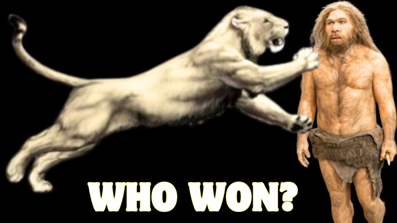 Amazing Neanderthals Hunted Cave Lions From Close Range | Study Documented