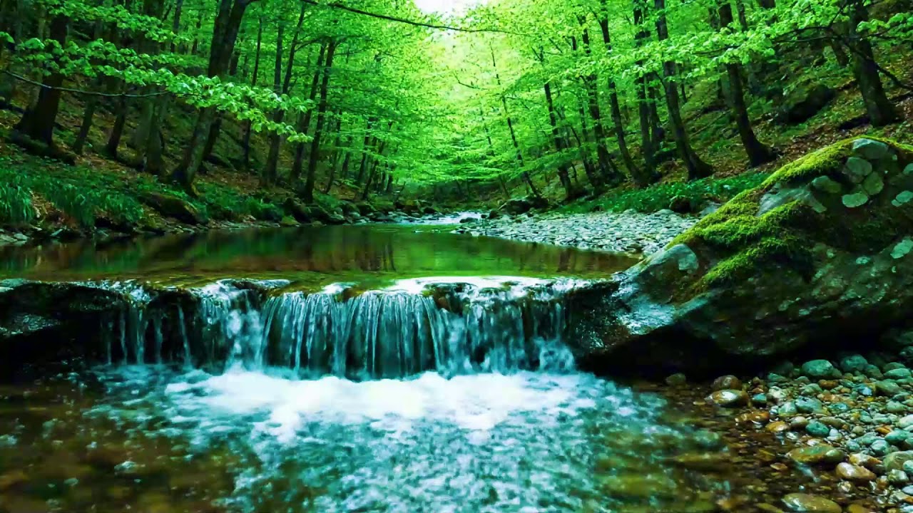 Beautiful Forest Sounds 🌿 Calming River & Forest Birdsong | Nature ASMR