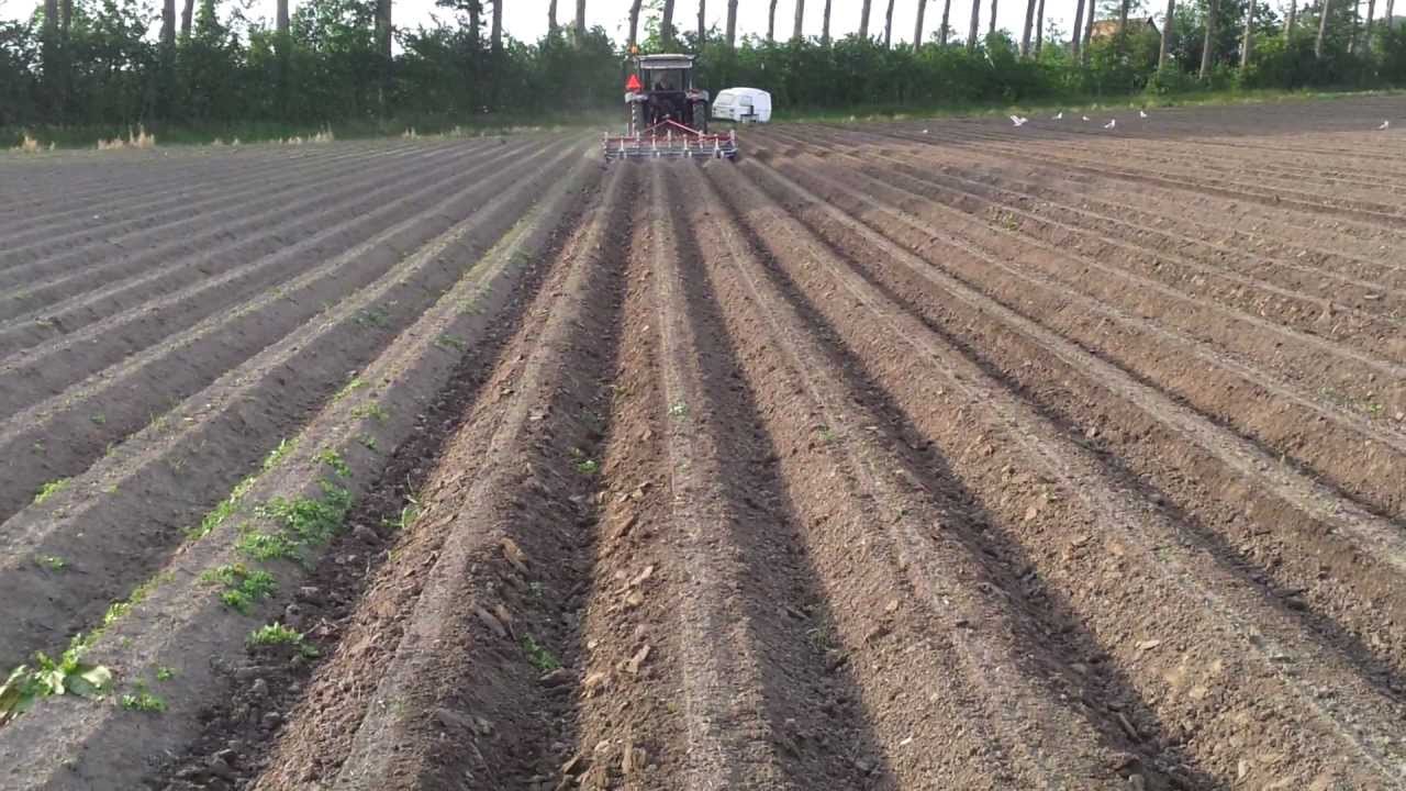Pastinaak schoffelen met HAK rugschoffelmachine 4