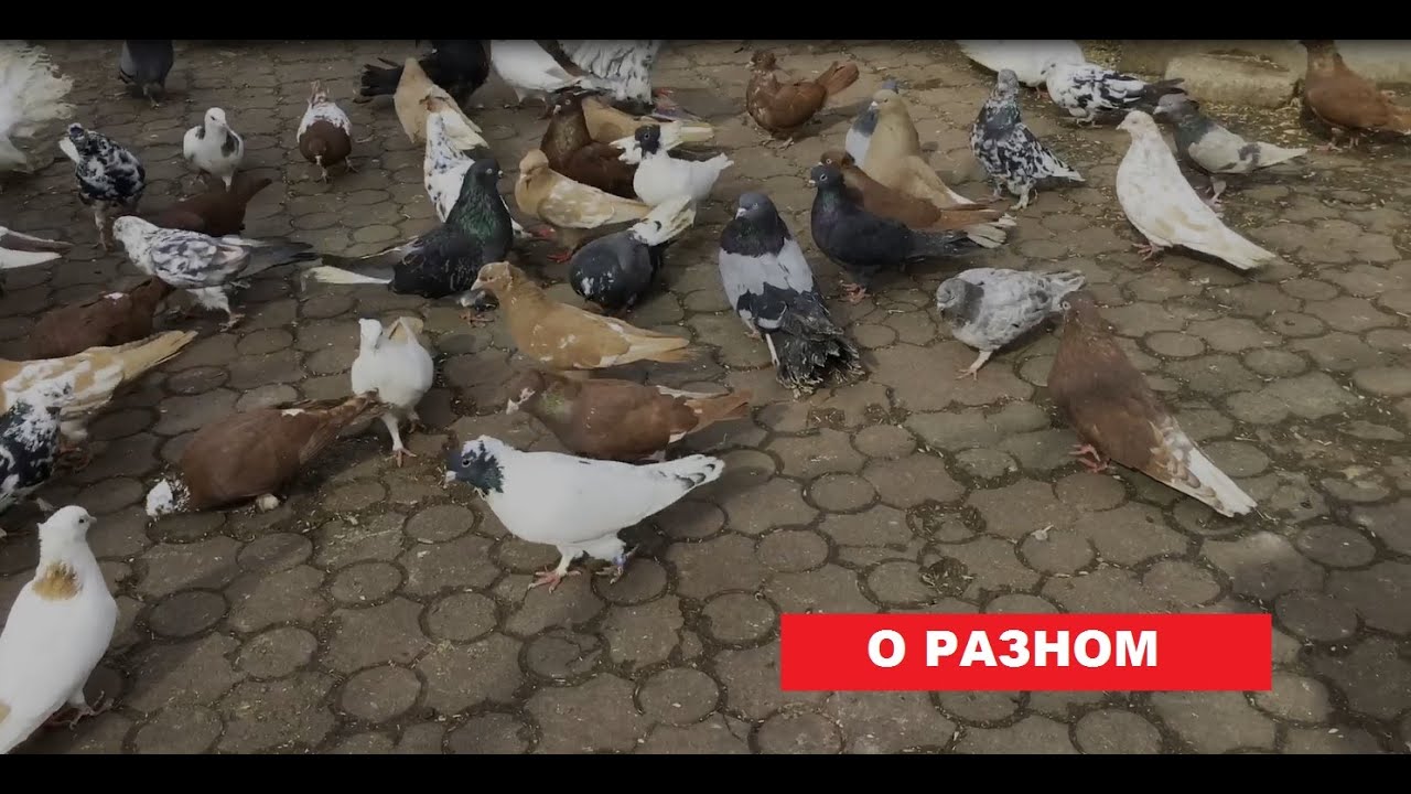 Несколько слов о разном