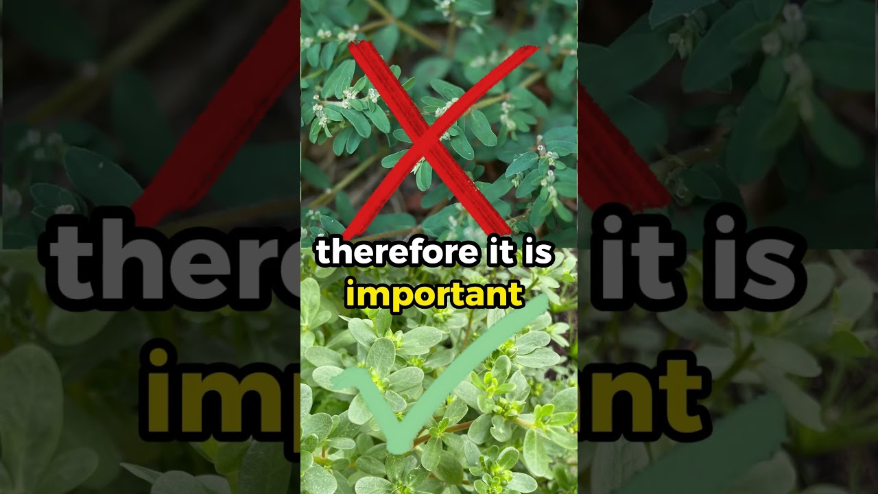 🌿 Purslane v.s Toxic Spurge! ☠️