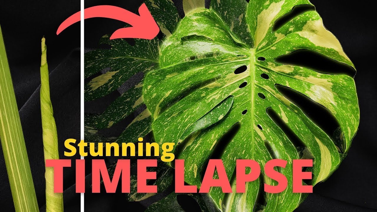Variegated Monstera THAI Constellation Plant Time Lapse