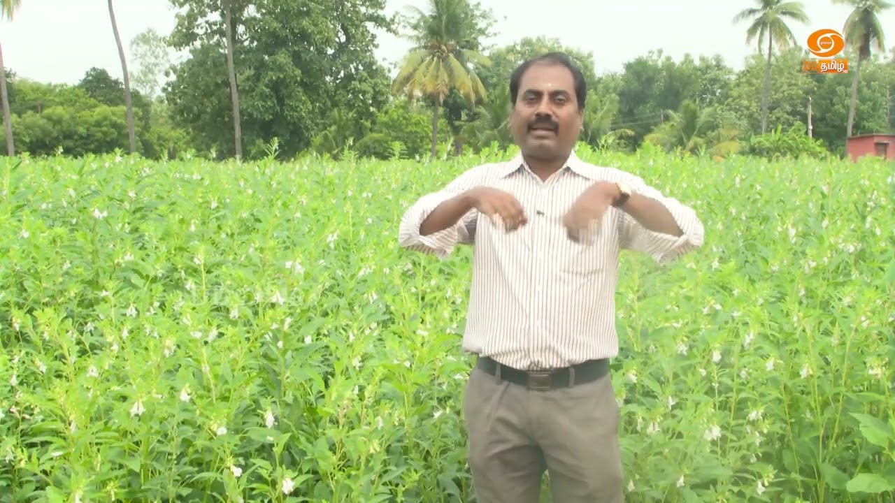 எள் பயிர் சாகுபடி தொழில்நுட்பம் | Agri Technology ( 02.10.2024 )