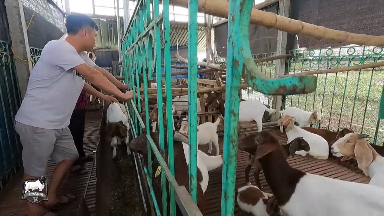 Đi thực tế hướng dẫn bà con chăn sóc dê sinh sản