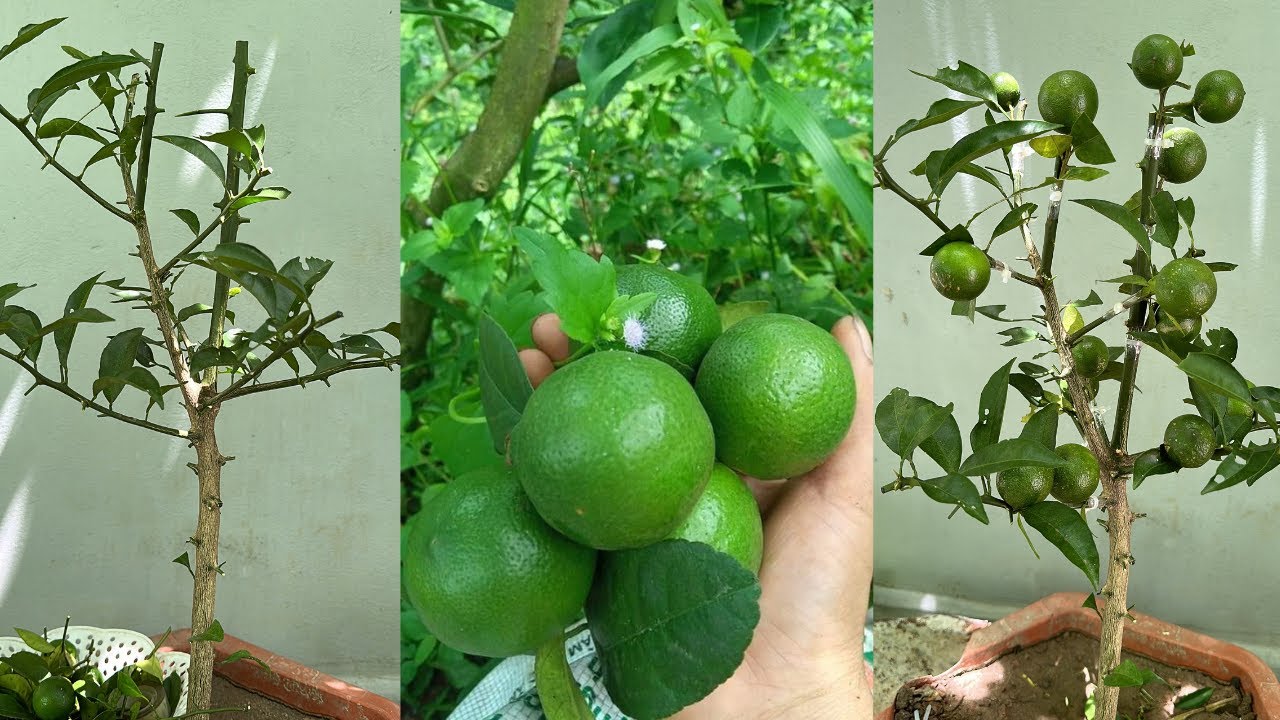 How to Graft Lemons