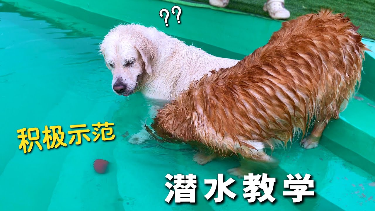 狗狗学潜水，老师傅在一旁亲身教学，果然有奇效！
