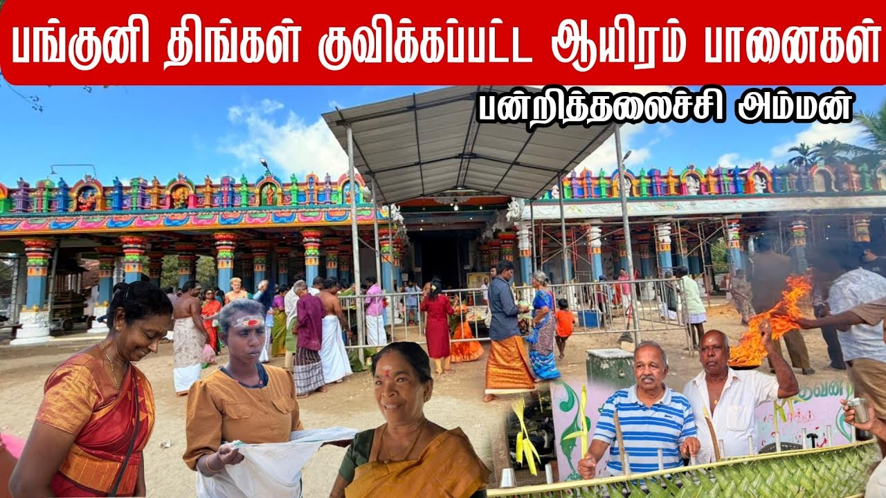 பங்குனி திங்கள் குவியும் பல்லாயிரம் பொங்கல் பானைகள் யாழ்ப்பாணத்தில் 