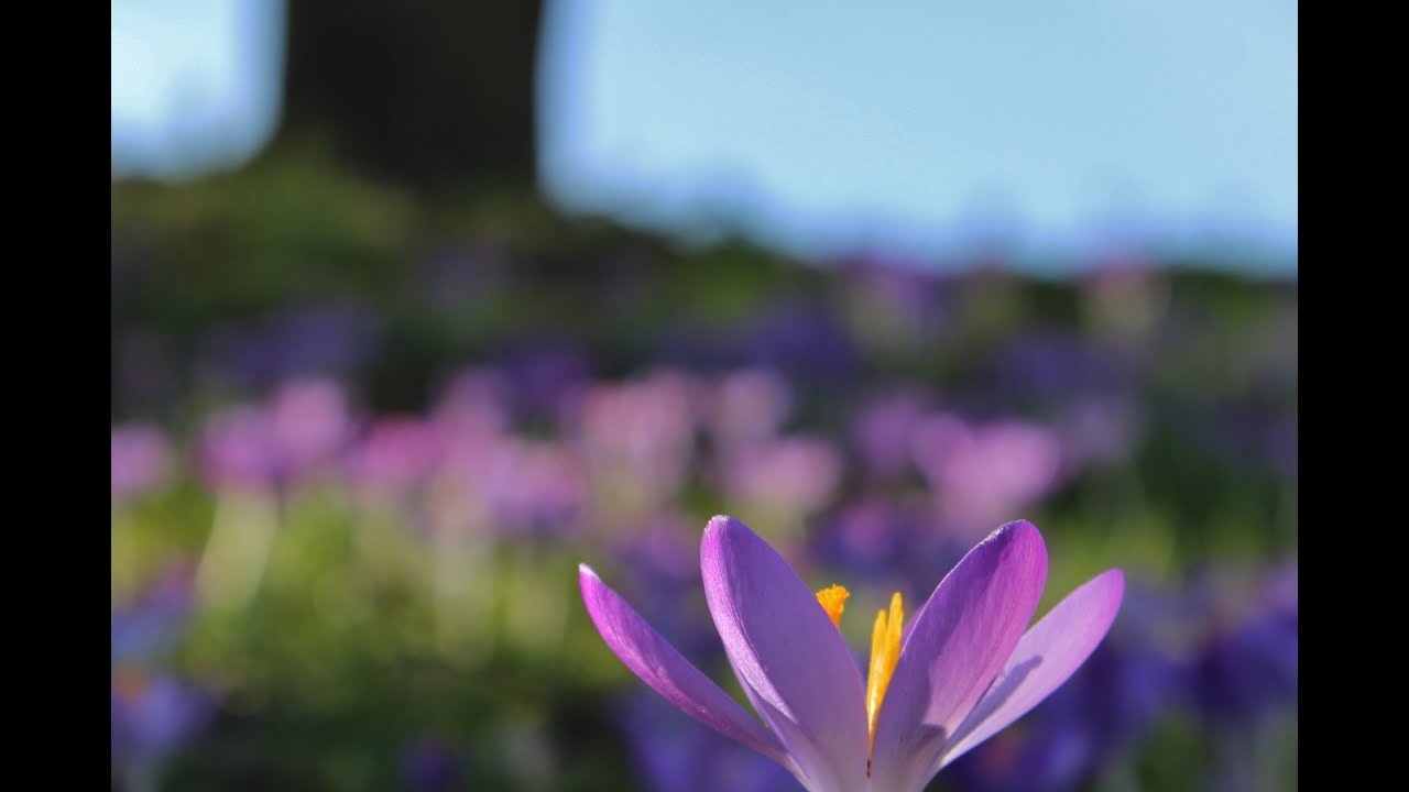 Haiku Stimmungsbilder Frühling