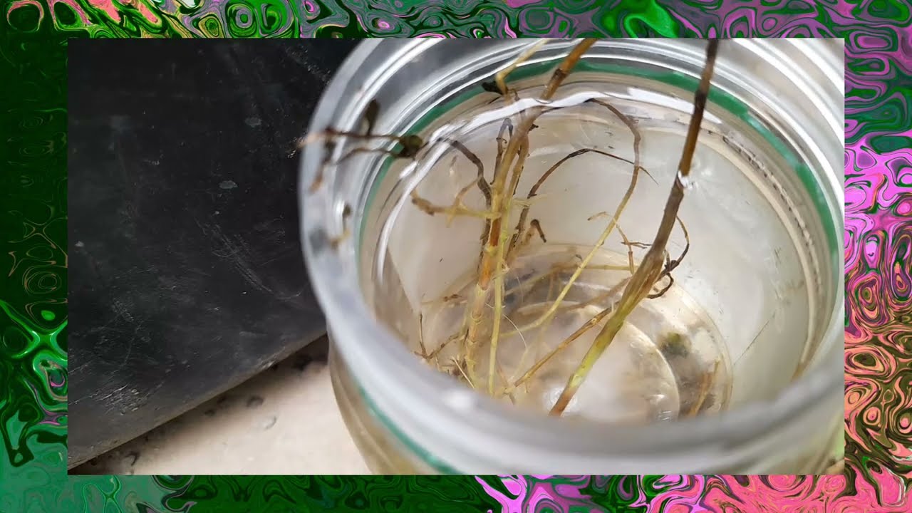 Essential medicinal herbs. Epic gardening.Growing herbs in your kitchen and health is wealth.
