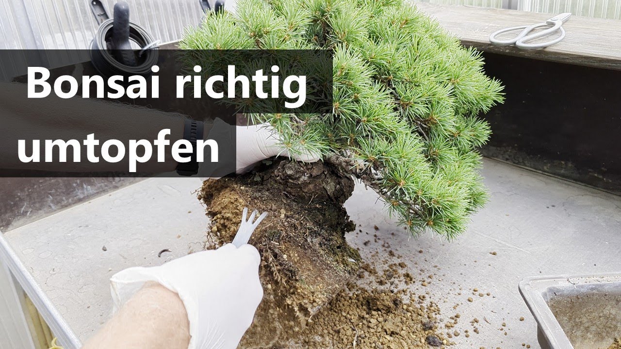 Bonsai richtig umtopfen 🌱🌳 | Bonsai-Garten-Müller Saarwellingen