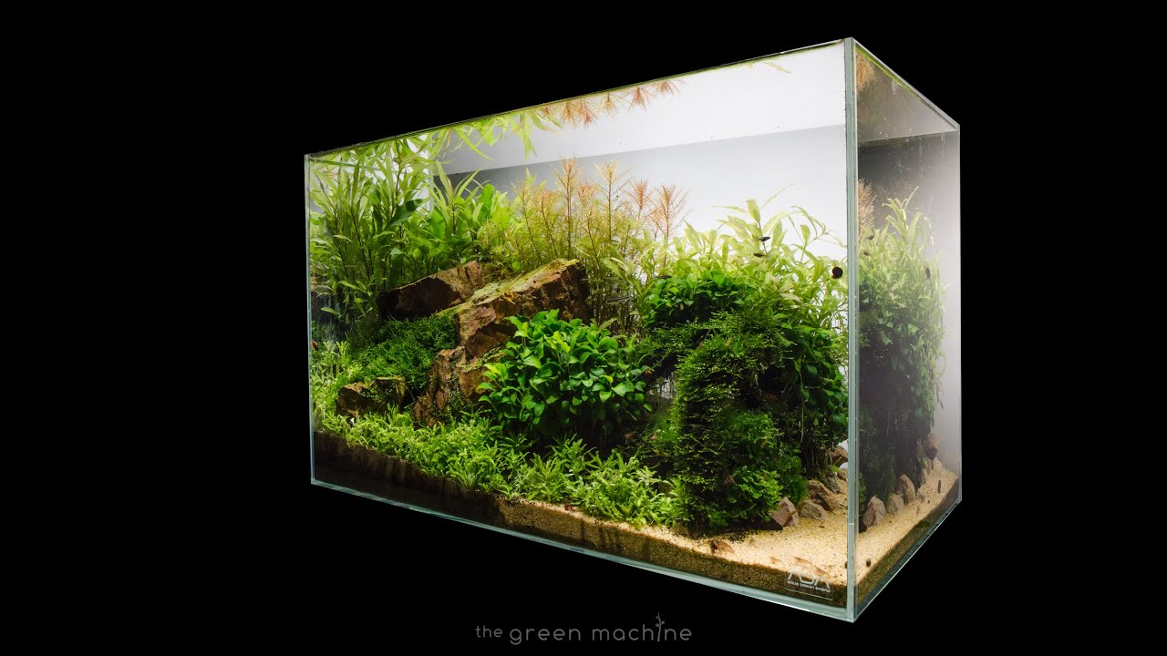 Escarpment Nature Aquarium by James Findley - Step by Step