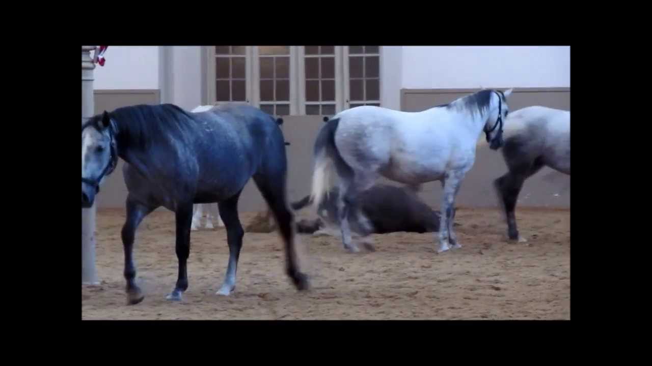 Lipizzaner Foals at Spanish Riding School (Spanische Hofreitschule)