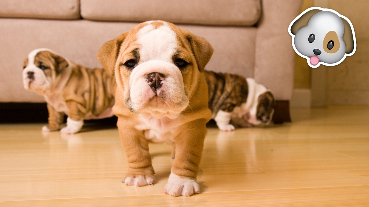 10 ADORABLE Mixed Dog Breeds
