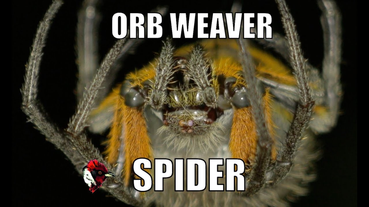 Orb weaver spider, spider web time-lapse and eating a cricket - Biodiversity Shorts #5