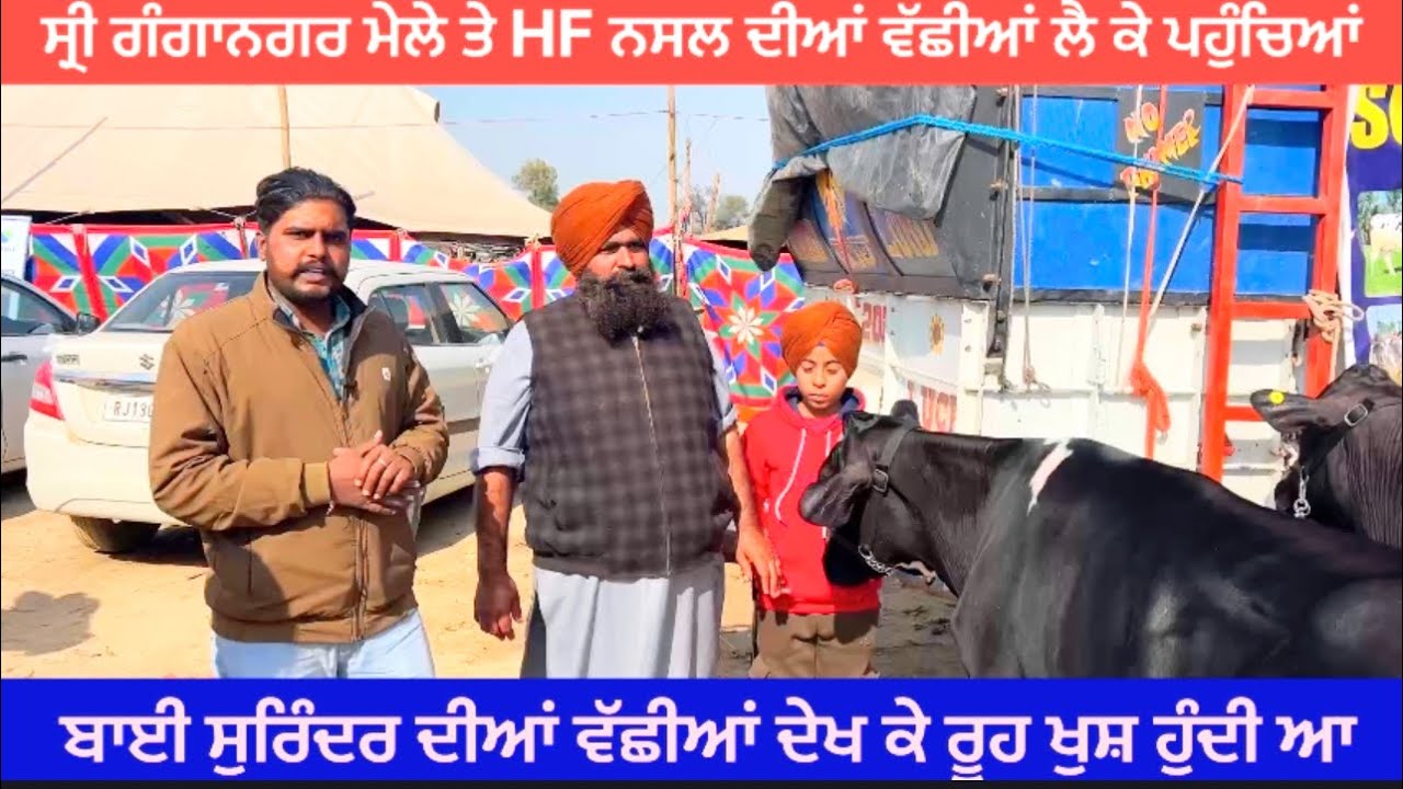 ਸ੍ਰੀ ਗੰਗਾਨਗਰ ਮੇਲੇ ਤੇ HF ਨਸਲ ਦੀਆਂ ਵੱਛੀਆਂ ਲੈ ਕੇ ਪਹੁੰਚਿਆਂ ਬਾਈ ਸੁਰਿੰਦਰ ਦੀਆਂ ਵੱਛੀਆਂ ਦੇਖ ਕੇ ਰੂਹ ਖੁਸ਼ ਹੁੰਦੀ