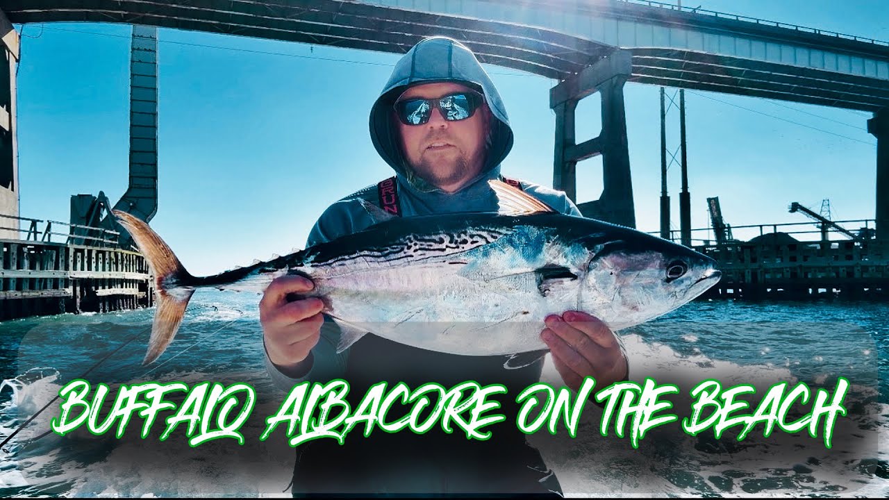 BIGGEST ALBIES I've Ever Fought | BUFFALO ALBIES INSHORE | Clarkspoon Stick Jigs