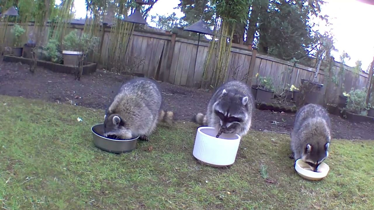The Raccoon Siblings' Breakfast Club 01/08/2026