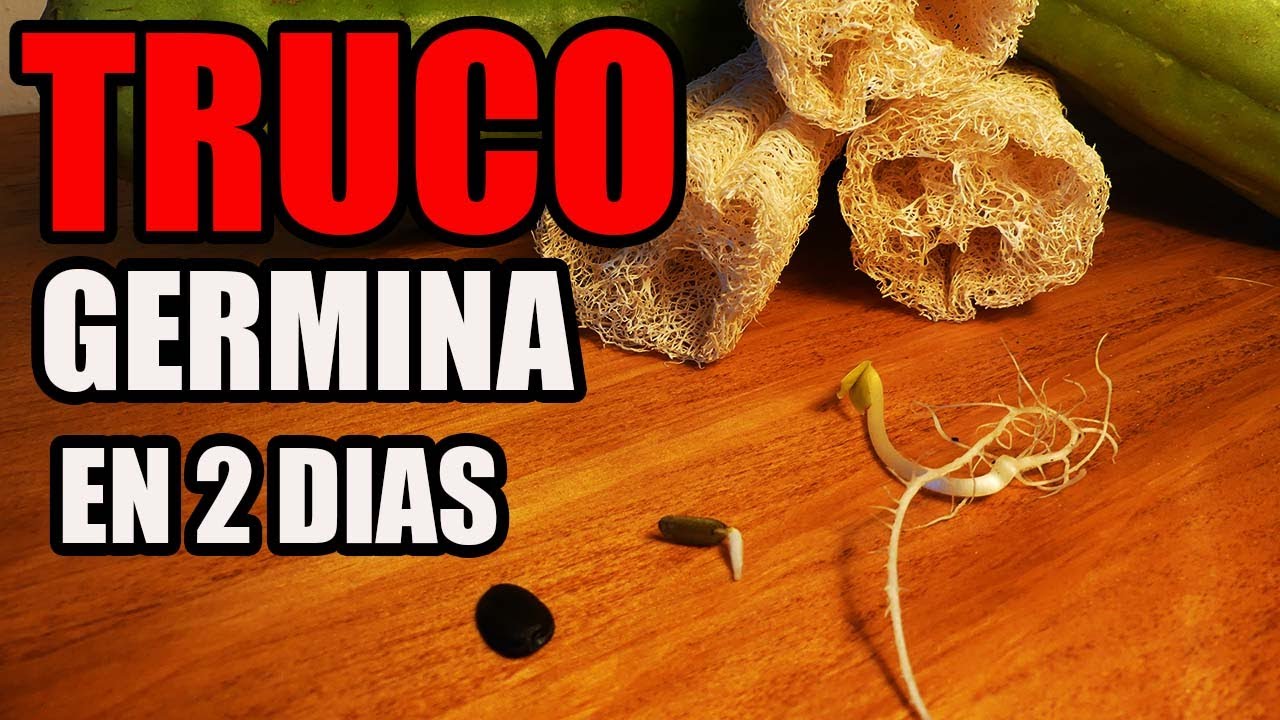 COMO GERMINAR LUFA 🌱  | Esponja NATURAL Conoce la LUFA