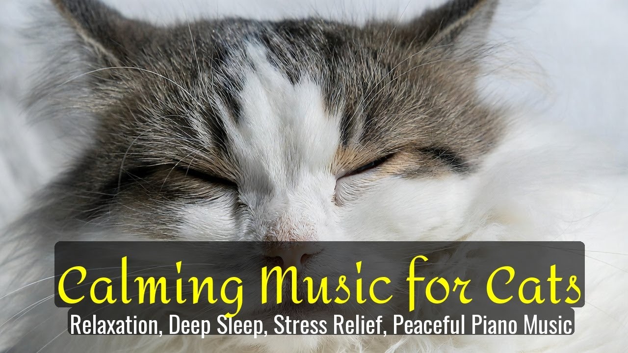 LIVE Cozy Sleeping Cat for Night Relaxation 💤 | Season 87