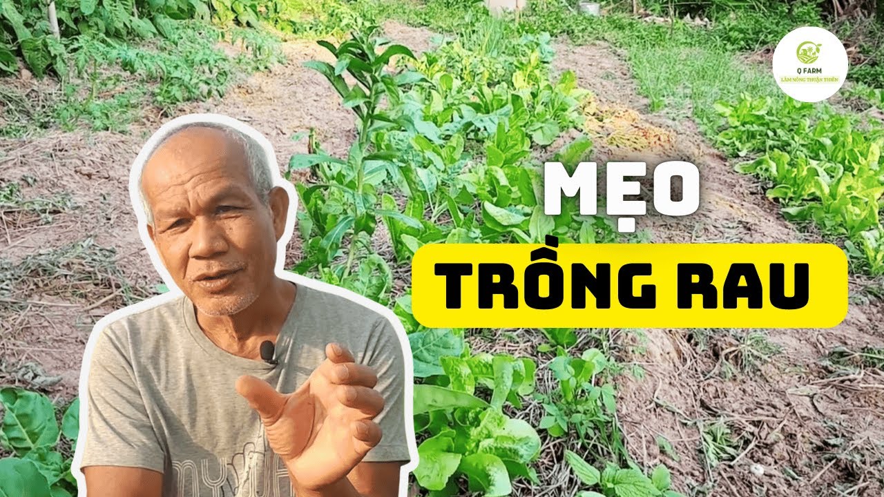 🌾 Bí Quyết Trồng Xà Lách: Gieo Một Lần, Thu Nhiều Lần Từ Jon Jandai🌿
