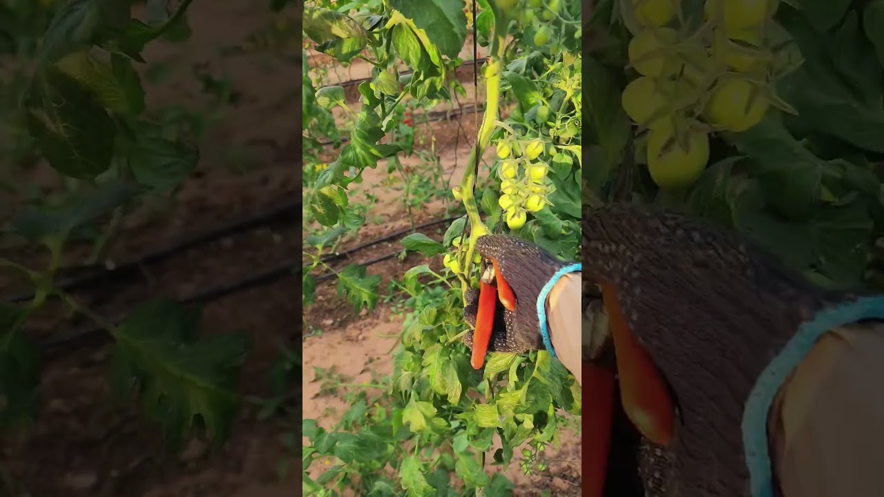 Pruning tomatoes for bigger harvests #shorts