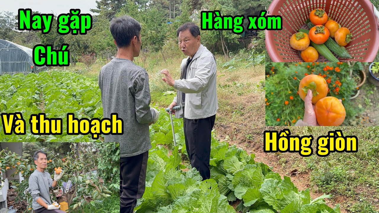 [137] hôm nay gặp được chú hàng xóm hai vợ chồng đi thu hoạch Hồng giòn 