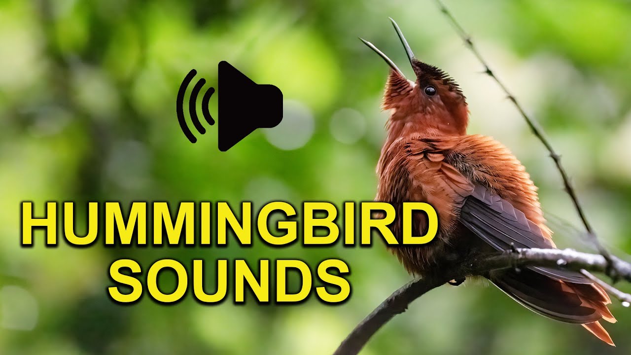Hummingbird Sounds, Calls and Baby Chirping