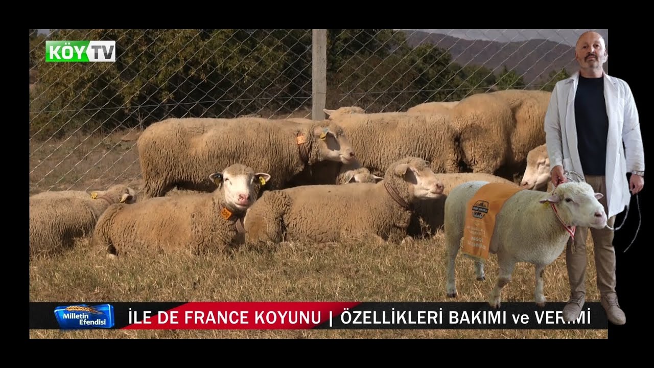 İLE DE FRANCE KOYUNU VERİMİ | HASAN SOYDOĞAN | 0 532 4609871