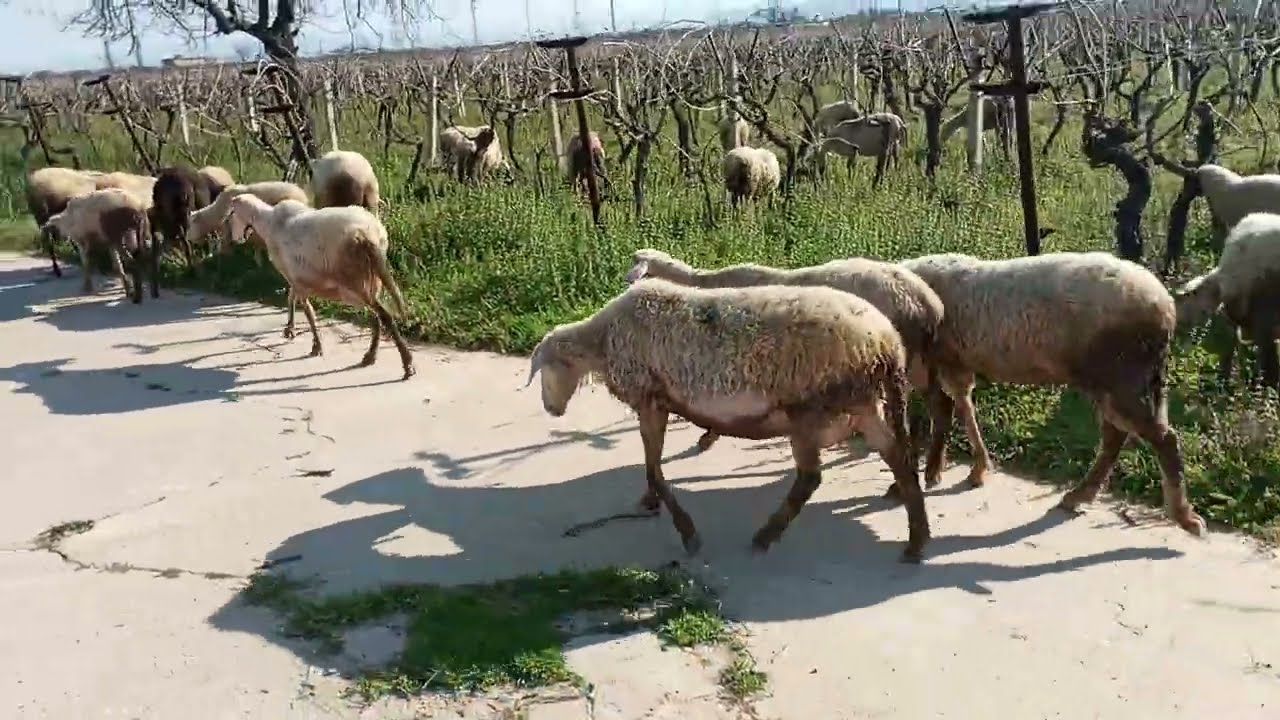 KUZULAR HAYATI BOYUNCA DIŞARI ÇIKMADI. ÇIKARMAK İSTESEN ÇIKMAZ. KOYUNLAR GİBİ HERŞEYDEN ÜRKÜYORLAR.