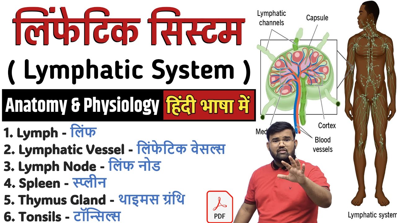 Lymphatic System | लिंफेटिक सिस्टम | Lymph Node | Spleen | Anatomy And Physiology | Anatomy | Doctor