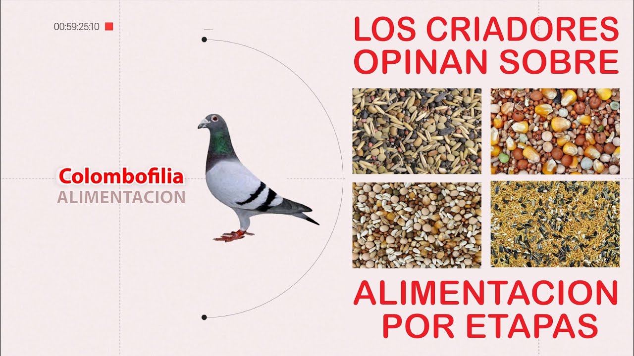 COMO ALIMENTAR BIEN A NUESTRAS PALOMAS