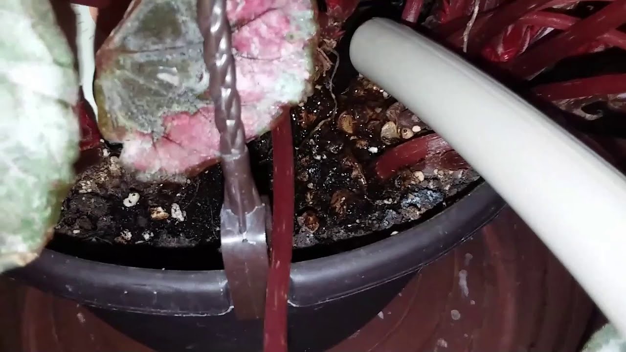 How to Water the Rex Begonia Plant For Healthy Leaves - Epi 2