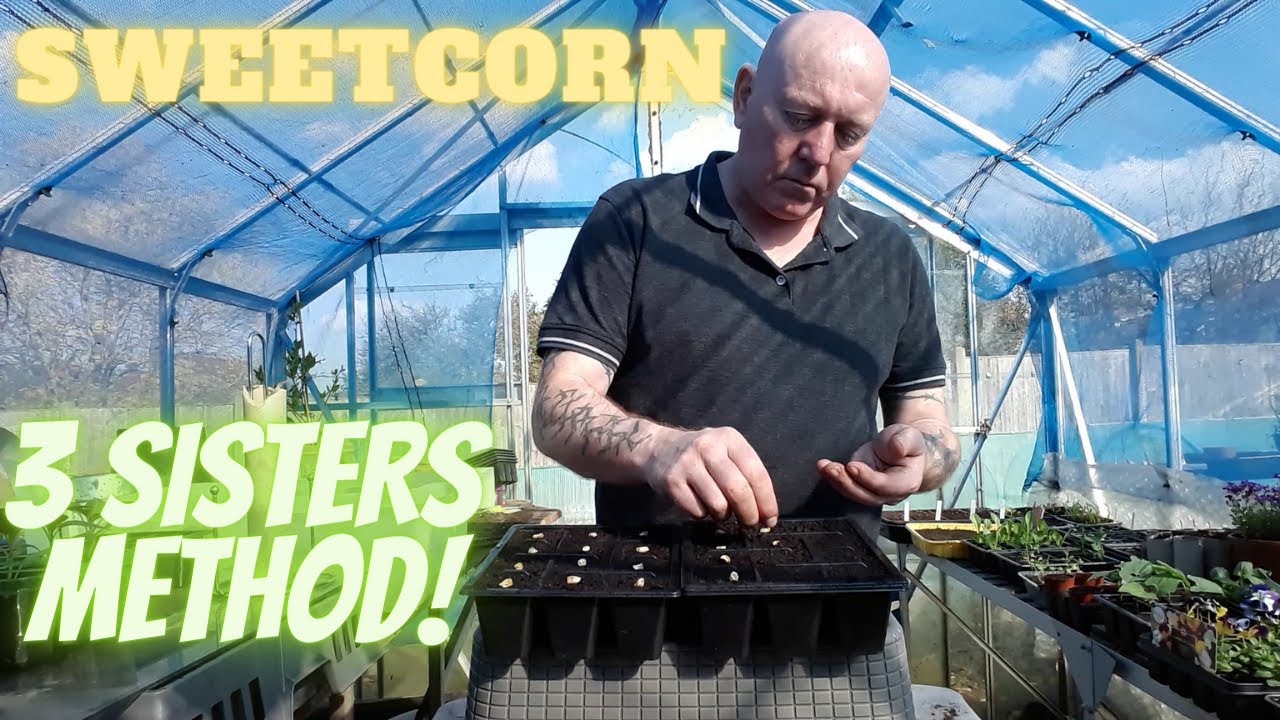 Grow Sweetcorn [3 Sisters Method] [Gardening Allotment uk] [Home Growing Veg & Flowers