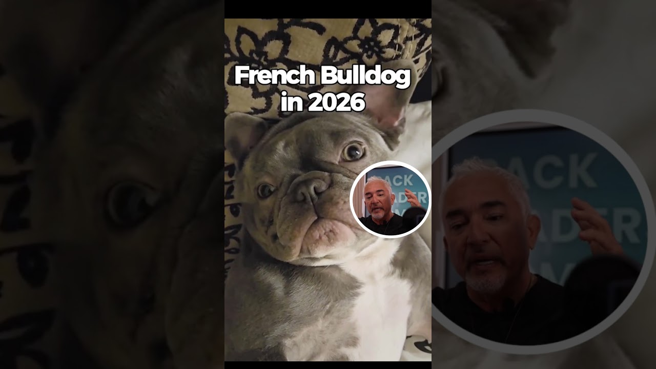 Cesar Reacts: French Bulldog