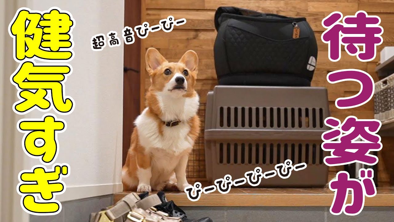 愛犬のお留守番を隠し撮りしてみたら、玄関でぴーぴー泣きながら待っていました...