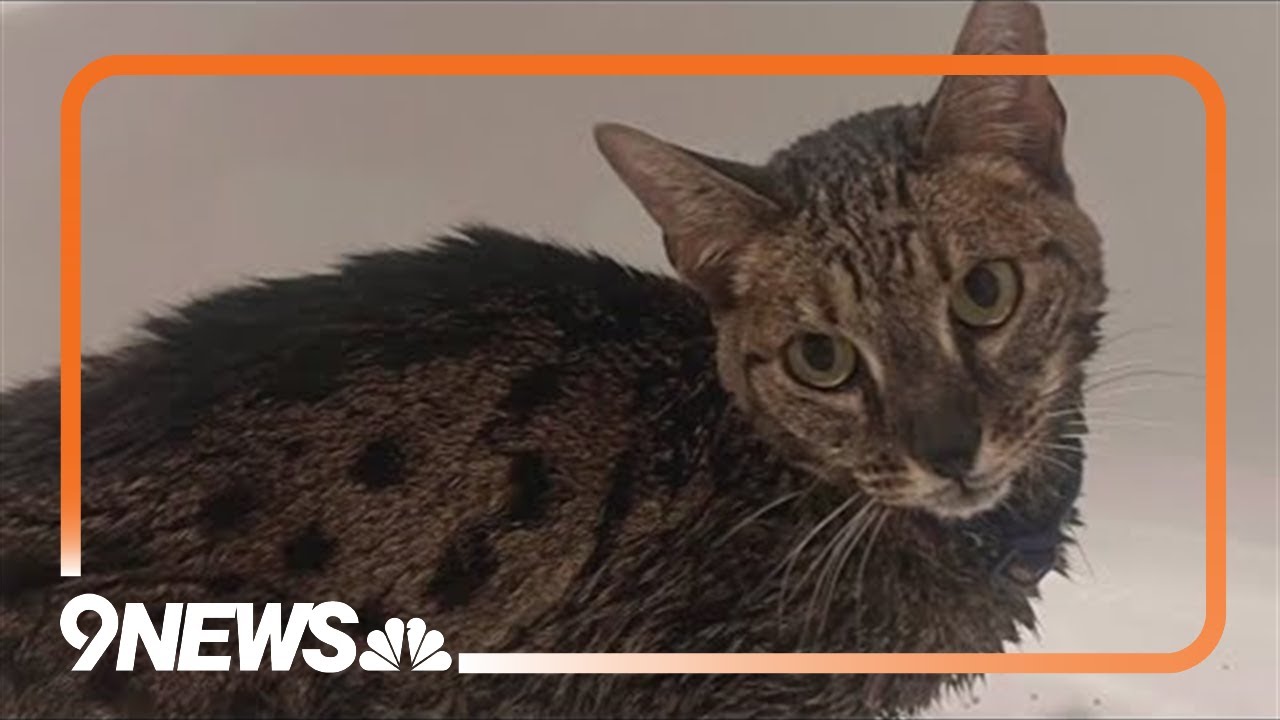 Cat reunited with owners after showing up at neighbor's home during Quarry Fire