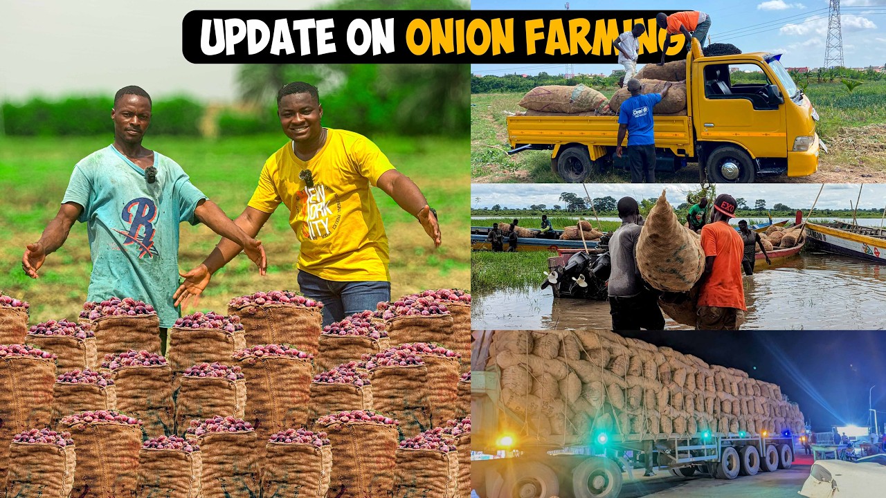 How to Start an Onion Farm in Ghana and Make Over GHS75,000($5,034)Per Acre! #onion #onionfarming