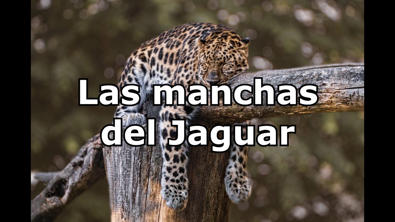 Las manchas del jaguar