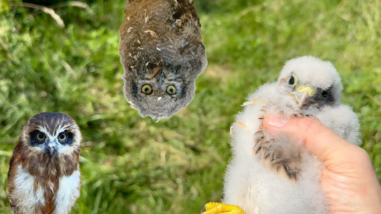 Gewitter überrascht mich, junger Turmfalke und mehr! 🦅 🦉