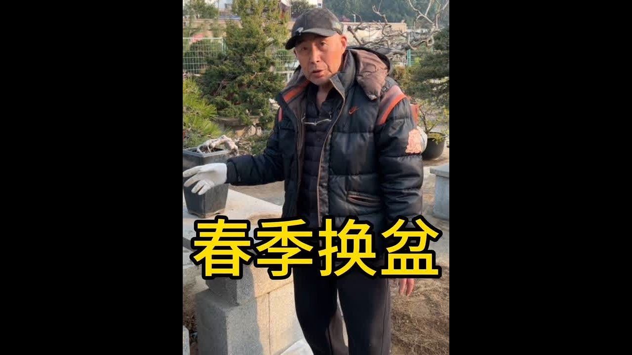 黑松翻盆完整版。盆景树春季换盆注意事项。#盆景 #盆景养护 #黑松盆景